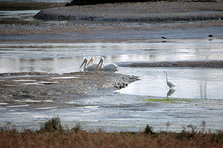 Elkhorn Slough Feb. 2010 091.jpg